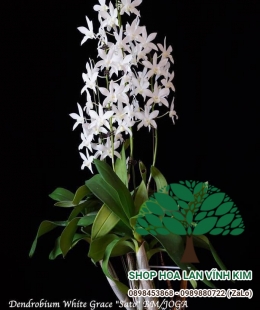 Dendrobium White Grace " Sato "
