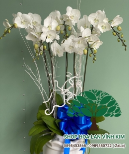 Hoa lan trắng tuyết