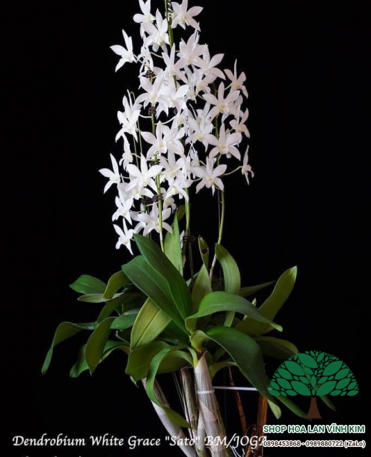 Dendrobium White Grace " Sato "
